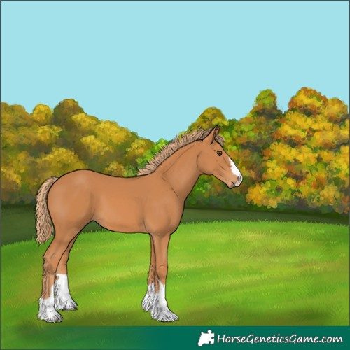 Horse Color:Unknown 