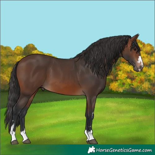 Horse Color:Unknown 