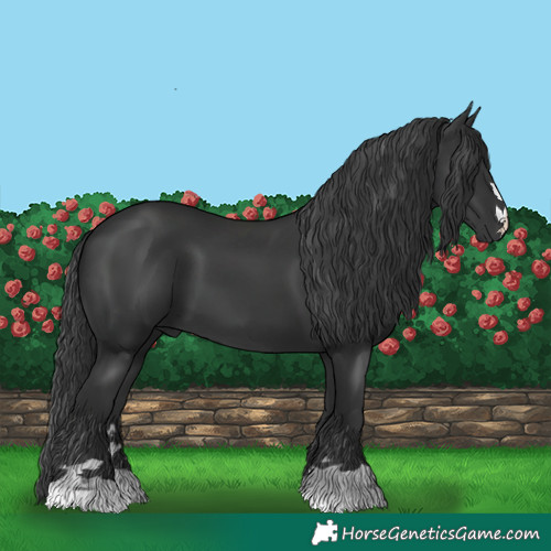 Horse Color:Black 