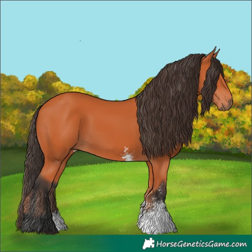Horse Color:Bay Sabino 