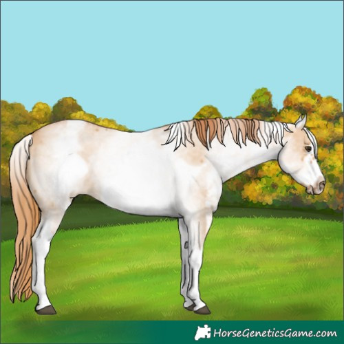 Horse Color:White Spotted Red Dun Sabino Frame 