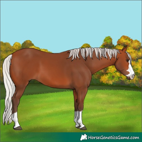 Horse Color:Silver Bay 