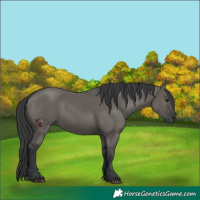Horse Color:Grullo 