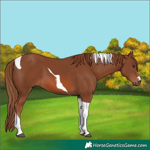 Horse Color:Chestnut Tobiano 
