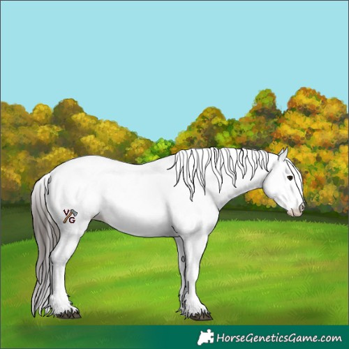 Horse Color:White Spotted Bay
