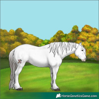 Horse Color:White Spotted Bay 