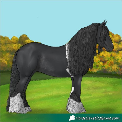Horse Color:Black Tobiano Rabicano 