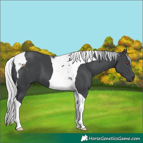 Horse Color:Silver Black Chinchilla Tobiano