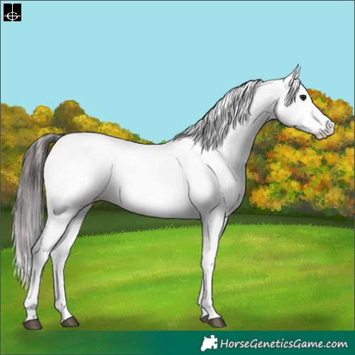 Horse Color:White Spotted Bay