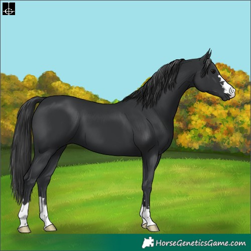 Horse Color:Black 