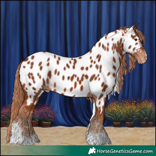Horse Color:Chestnut Tobiano Appaloosa 