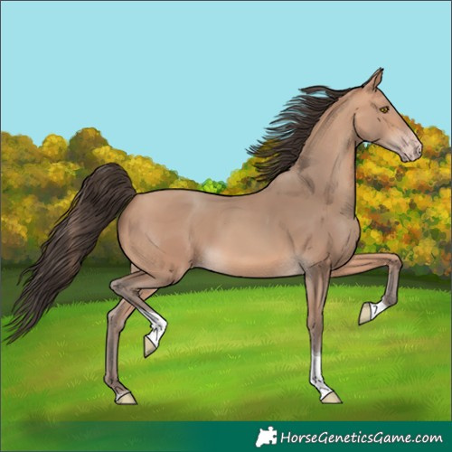Horse Color:Amber Champagne Tobiano 