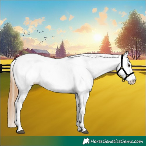 Horse Color:White Spotted Chestnut 