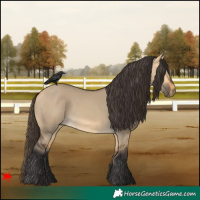 Horse Color:Buckskin Dun 