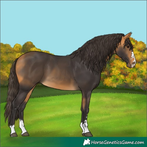 Horse Color:Buckskin 