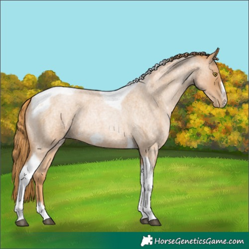 Horse Color:Red Roan Pearl Tobiano Frame 