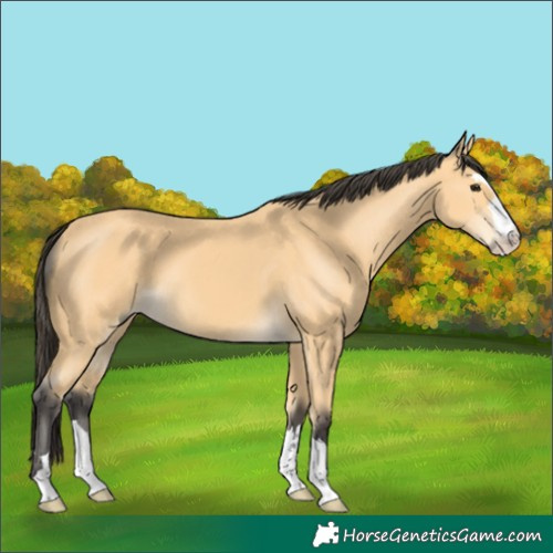 Horse Color:Buckskin 