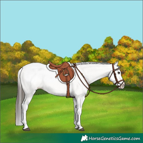 Horse Color:White Spotted Bay Splash