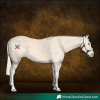 Horse Color:Cremello Splash  and Cremello Splash 
