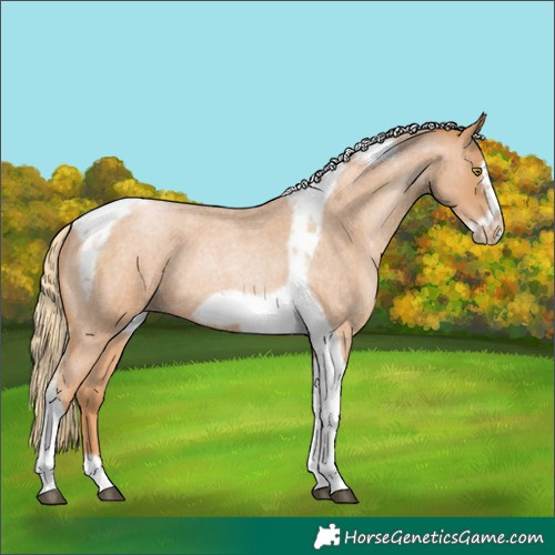 Horse Color:Red Roan Pearl Tobiano Frame