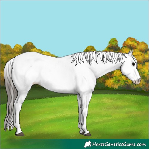 Horse Color:White Spotted Bay