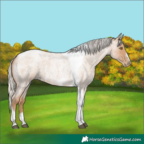 Horse Color:Silver Blue Roan Pearl Tobiano Frame 