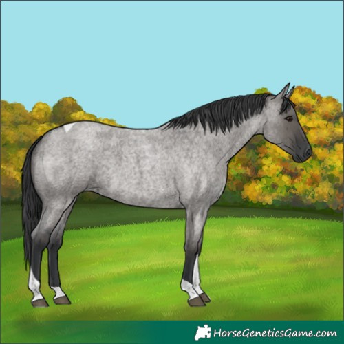 Horse Color:Grullo Roan Tobiano