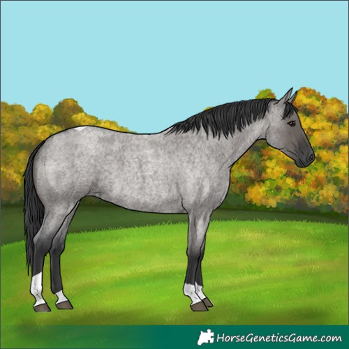 Horse Color:Grullo Roan Tobiano 