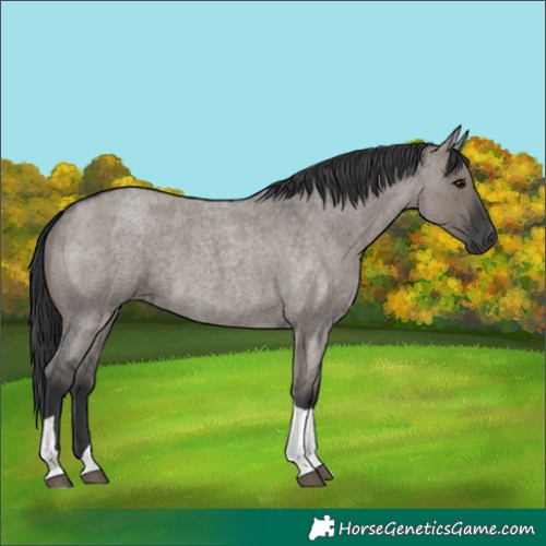 Horse Color:Grullo Roan Tobiano