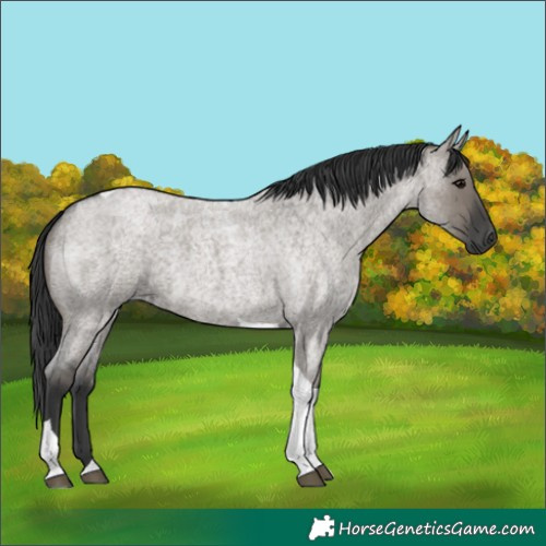 Horse Color:Grullo Roan Tobiano 