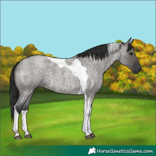 Horse Color:Grullo Roan Tobiano 
