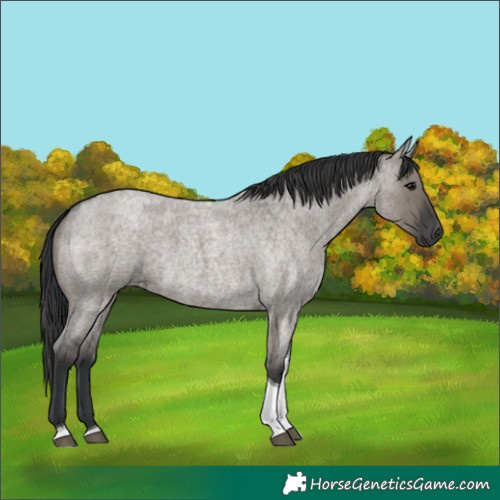 Horse Color:Grullo Roan Tobiano 