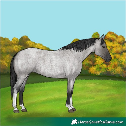 Horse Color:Grullo Roan Tobiano 