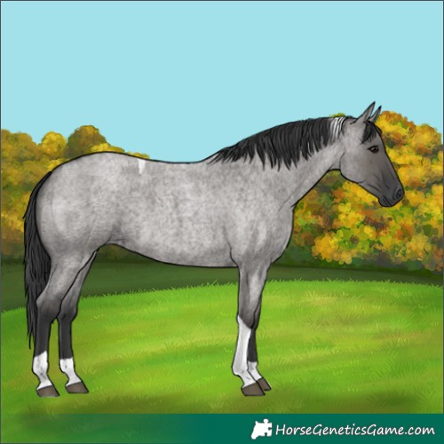 Horse Color:Grullo Roan Tobiano 