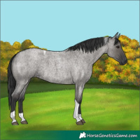 Horse Color:Grullo Roan Tobiano