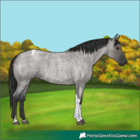 Horse Color:Grullo Roan Tobiano 