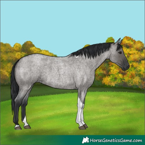 Horse Color:Grullo Roan Tobiano 