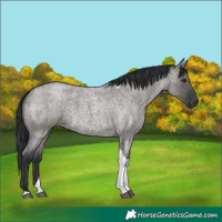 Horse Color:Grullo Roan Tobiano 