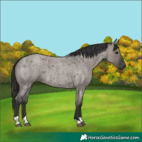 Horse Color:Grullo Roan Tobiano
