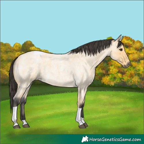 Horse Color:Buckskin Roan Tobiano 