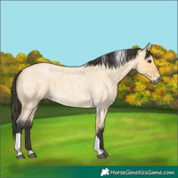 Horse Color:Buckskin Roan Tobiano