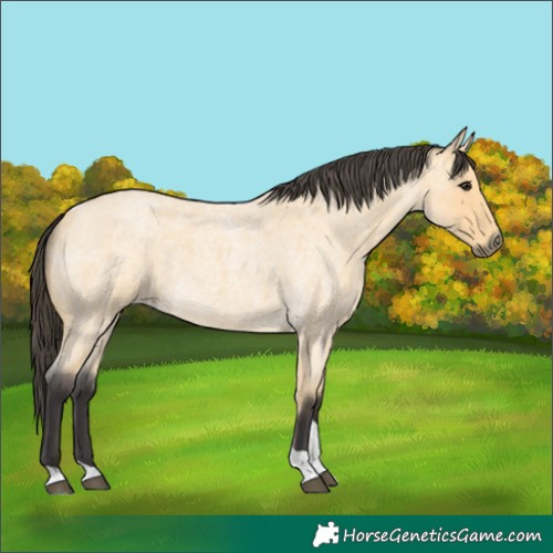 Horse Color:Buckskin Roan Tobiano 