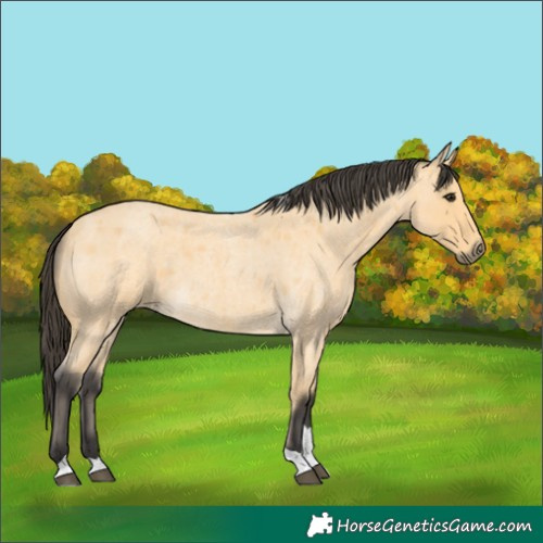 Horse Color:Buckskin Roan Tobiano