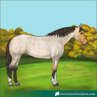 Horse Color:Buckskin Roan Tobiano 