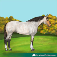 Horse Color:Buckskin Roan Tobiano