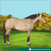 Horse Color:Buckskin Roan Tobiano