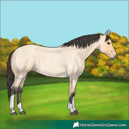 Horse Color:Buckskin Roan Tobiano 