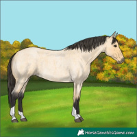 Horse Color:Buckskin Roan Tobiano 