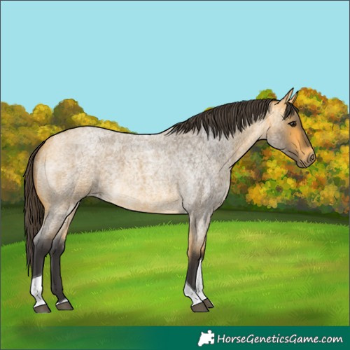Horse Color:Buckskin Roan Tobiano
