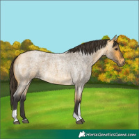 Horse Color:Buckskin Roan Tobiano 